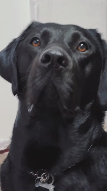 Cepillo Antinudos para Mascotas